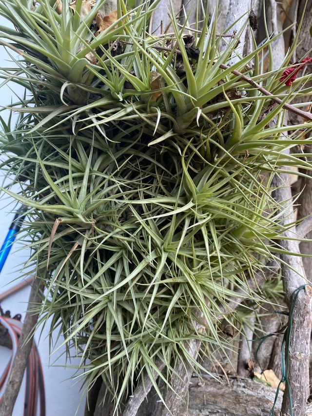 Tillandsia Clavel de Aire Grande