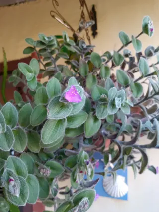 Pianta grassa talea velluto bianco