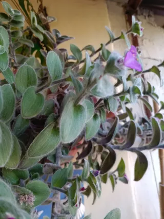 Pianta grassa talea velluto bianco