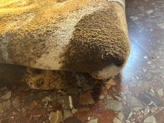 Manta gorda y grande