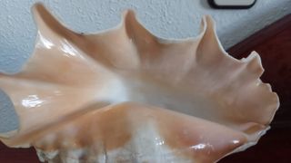 Sets 2 Lámparas Caracola