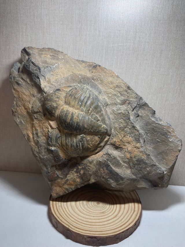Fossile di Trilobiti in Roccia