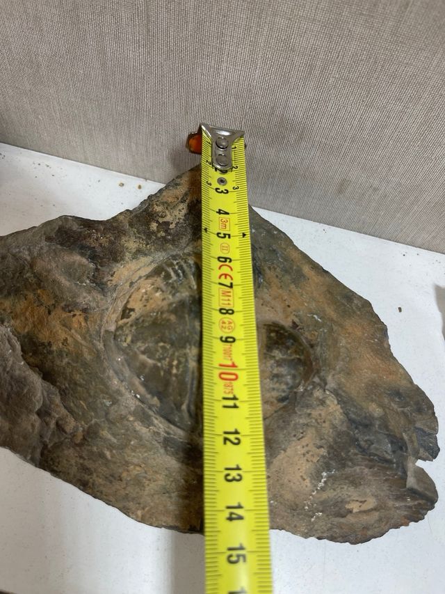 Fossile di Trilobiti in Roccia