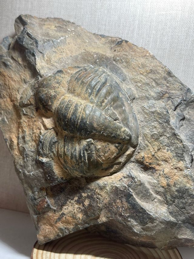 Fossile di Trilobiti in Roccia