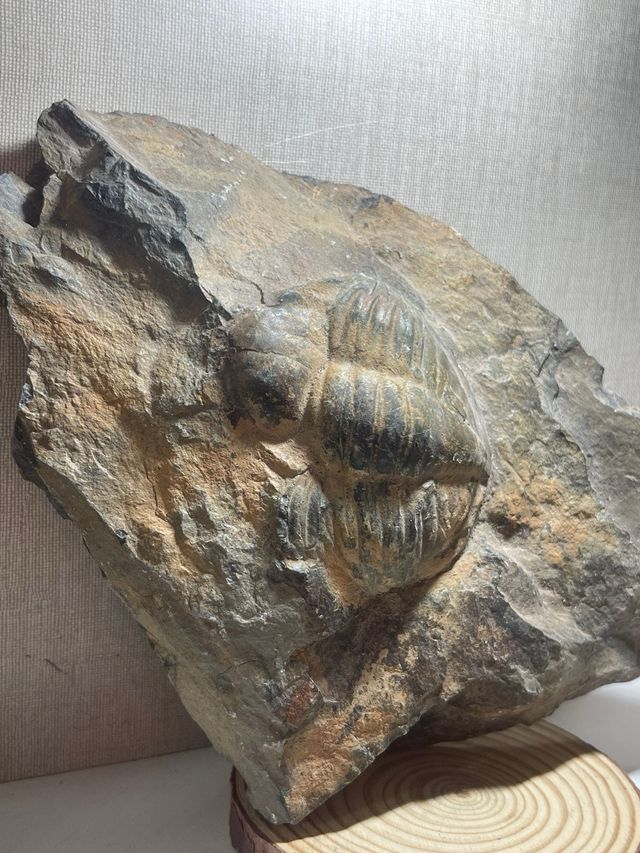 Fossile di Trilobiti in Roccia