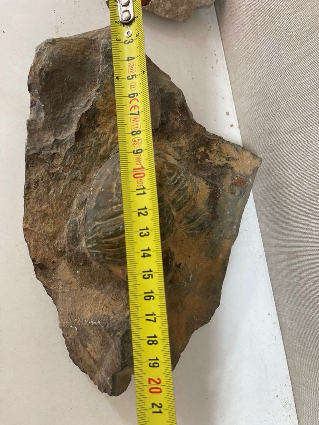 Fossile di Trilobiti in Roccia