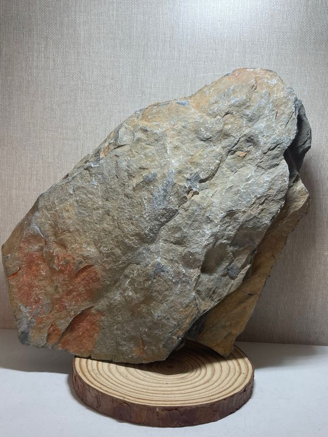 Fossile di Trilobiti in Roccia