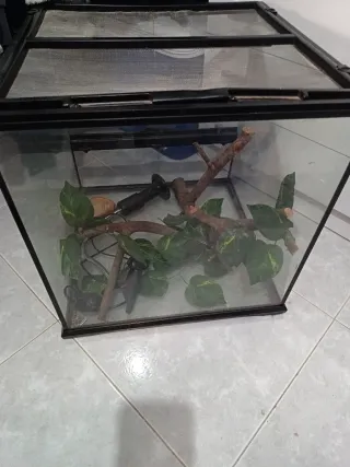 Terrario para camaleón