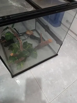 Terrario para camaleón