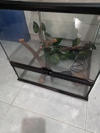Terrario para camaleón