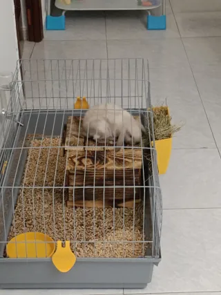 Jaula amplia para conejo