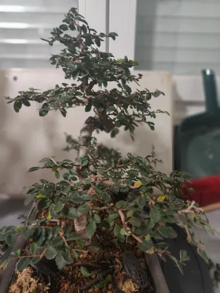 Olmo chino bonsai, regalo maceta azul esmaltada