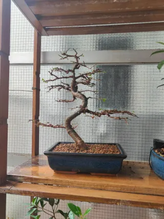 Olmo chino bonsai, regalo maceta azul esmaltada