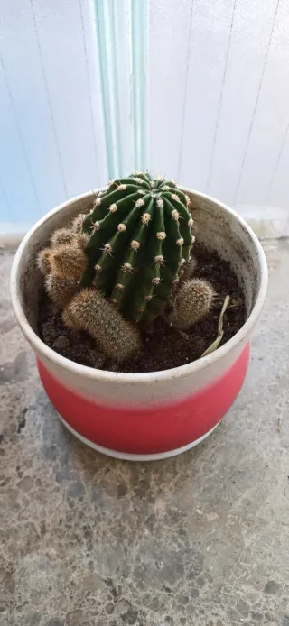 Planta Cactus flores blancas