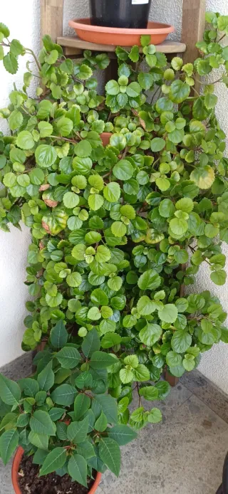 Esquejes Planta del Dinero