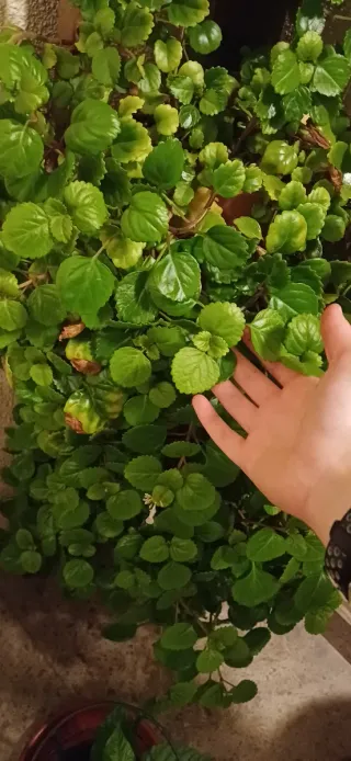 Esquejes Planta del Dinero