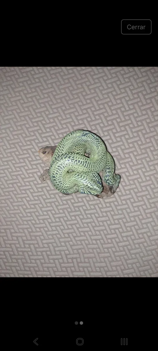 Vela decorativa serpiente sobre tronco de madera