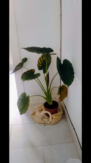 Alicasia black velvet con 6 hojas y una nueva