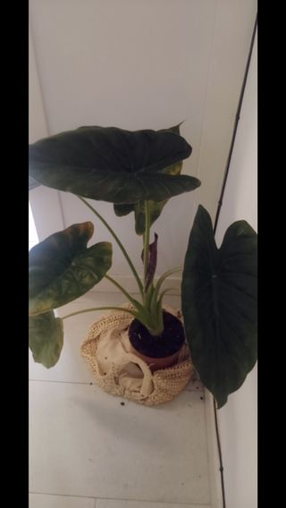 Alicasia black velvet con 6 hojas y una nueva