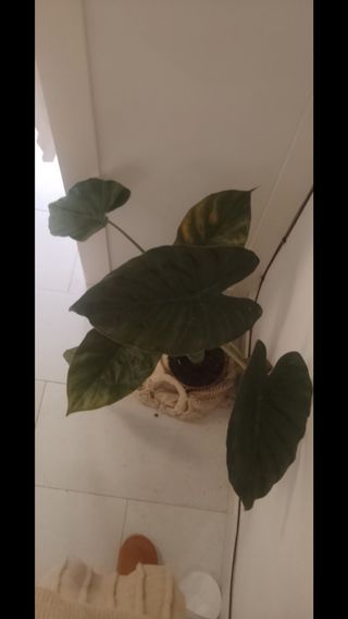 Alicasia black velvet con 6 hojas y una nueva