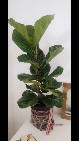 Planta Ficus Lyrata en maceta negra