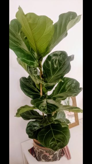 Planta Ficus Lyrata en maceta negra