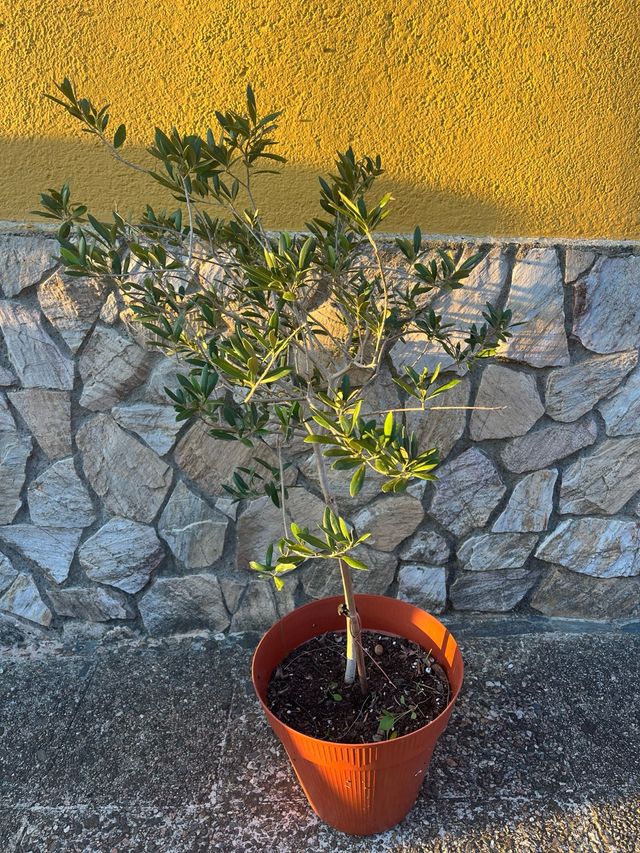 Olivo en maceta