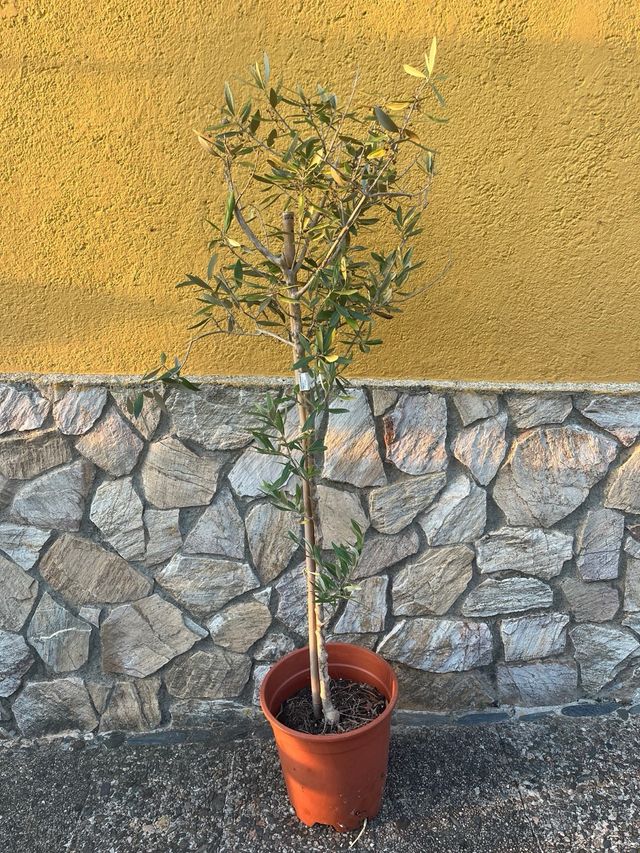 Olivo en maceta