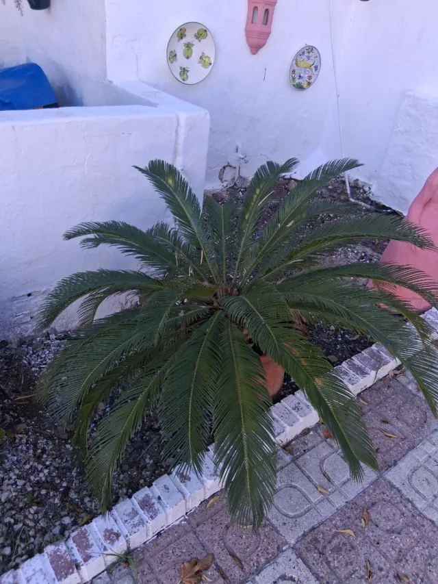 3 Palmeras y 20 Macetones