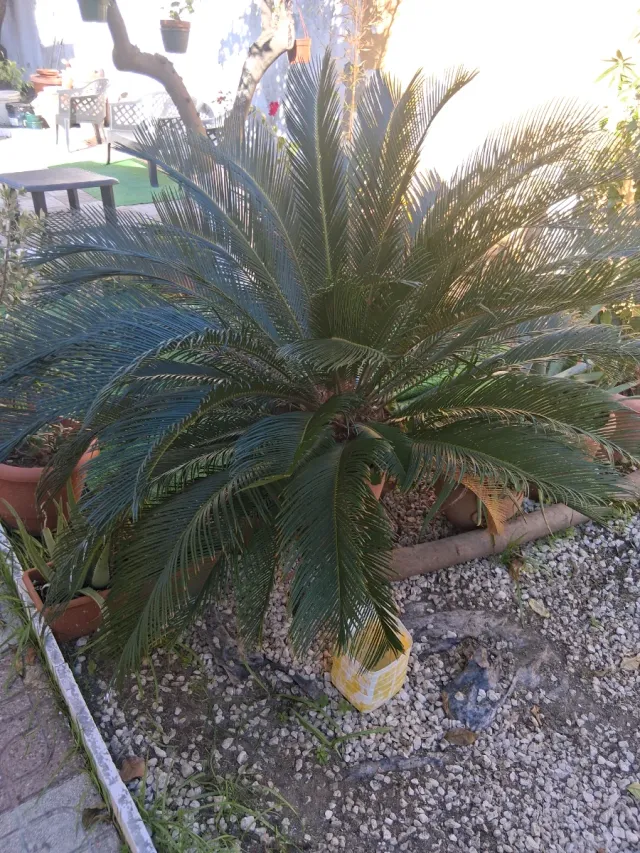 3 Palmeras y 20 Macetones