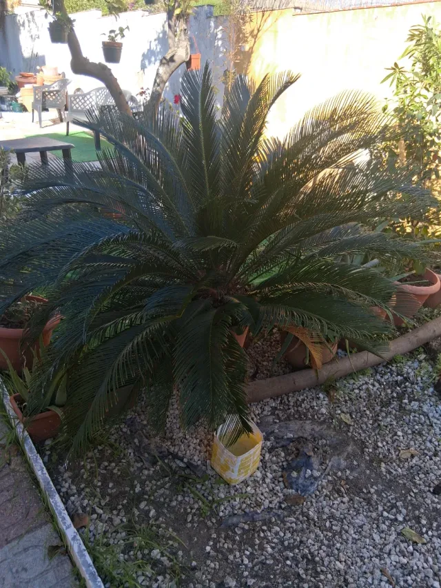 3 Palmeras y 20 Macetones