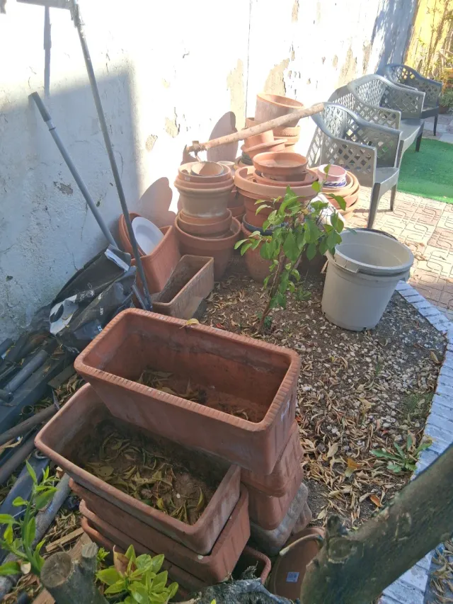 3 Palmeras y 20 Macetones