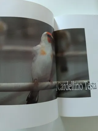 Il Colores degli Indigeni