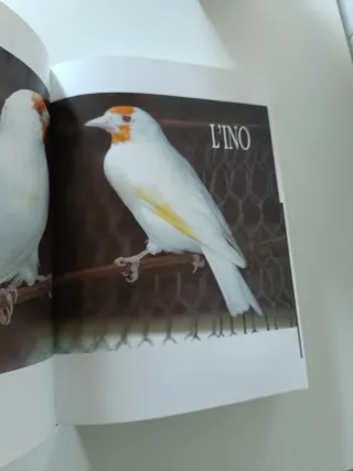 Il Colores degli Indigeni