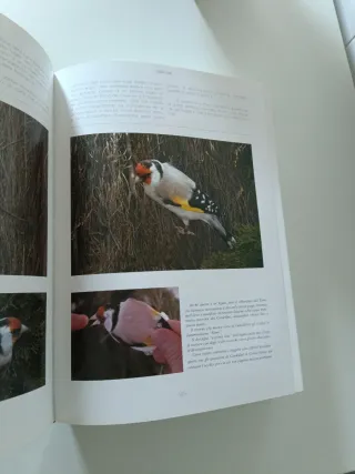 Il Colores degli Indigeni