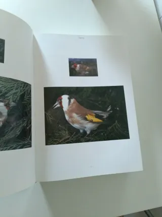 Il Colores degli Indigeni