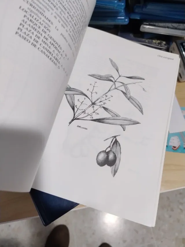 Paseo botánico por la ciudad de Cádiz