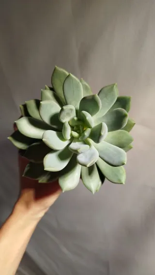 Planta Suculenta Echeveria