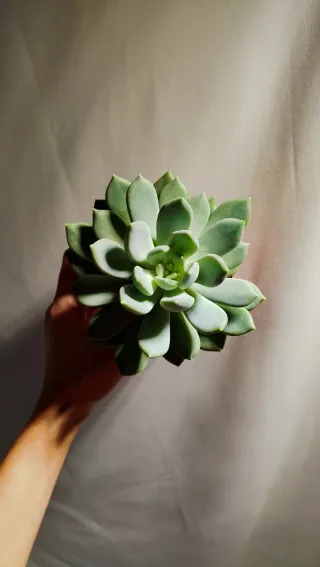 Planta Suculenta Echeveria