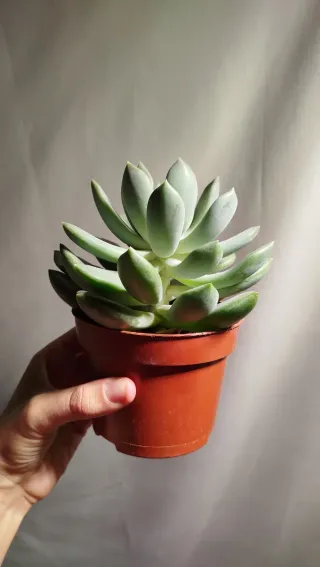 Planta Suculenta Echeveria