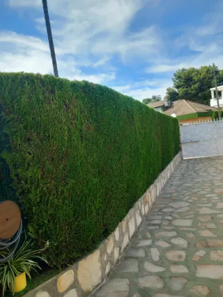 Jardinero Profesional