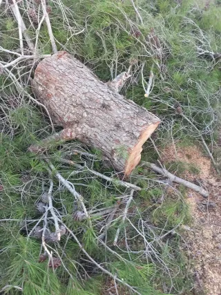 Jardinero Profesional