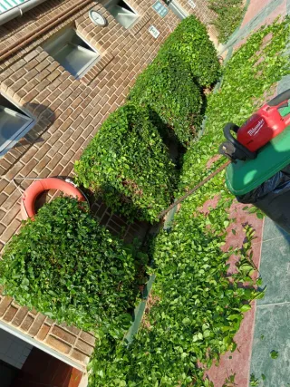 Jardinero Profesional