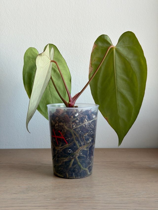 Anthurium Crystallinum Dark x ((CarlaxBVEP)xDP) H