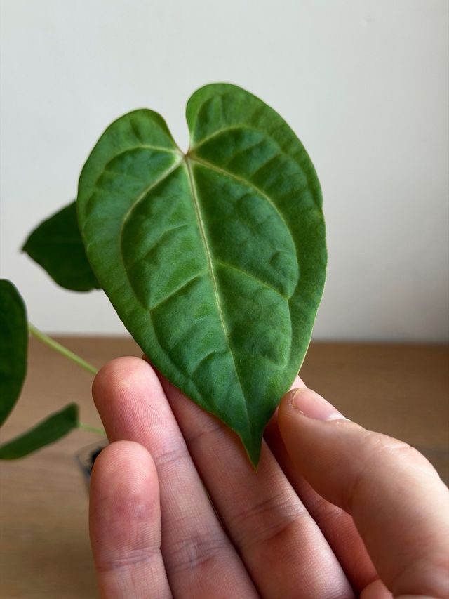 Anthurium Crystallinum Dark x ((CarlaxBVEP)xDP) I