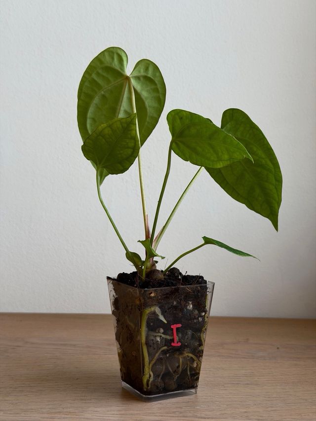 Anthurium Crystallinum Dark x ((CarlaxBVEP)xDP) I