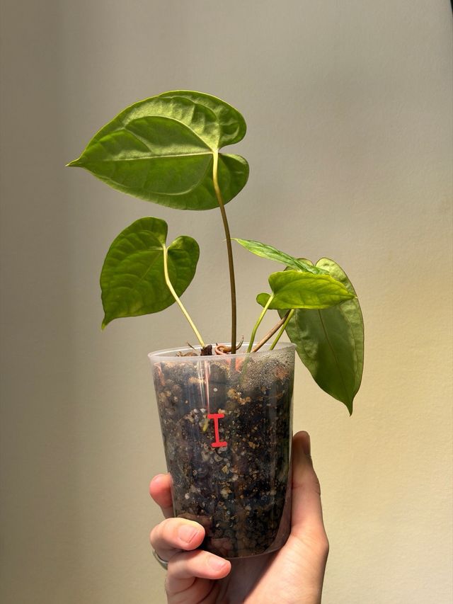 Anthurium Crystallinum Dark x ((CarlaxBVEP)xDP) I