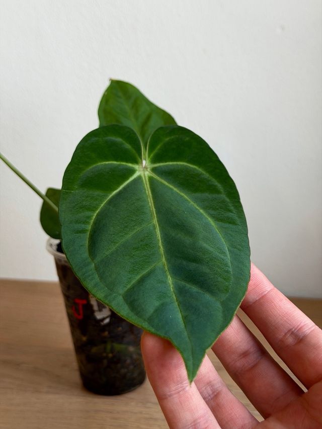 Anthurium Crystallinum Dark x ((CarlaxBVEP)xDP) J