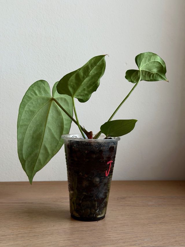 Anthurium Crystallinum Dark x ((CarlaxBVEP)xDP) J