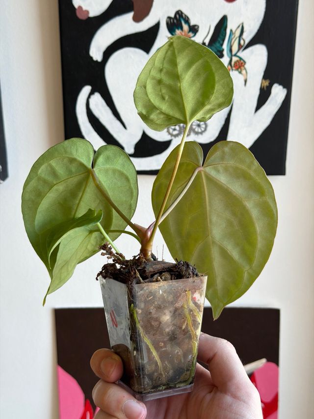 Anthurium Crystallinum Dark x ((CarlaxBVEP)xDP) N